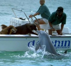 dogs&dolphin